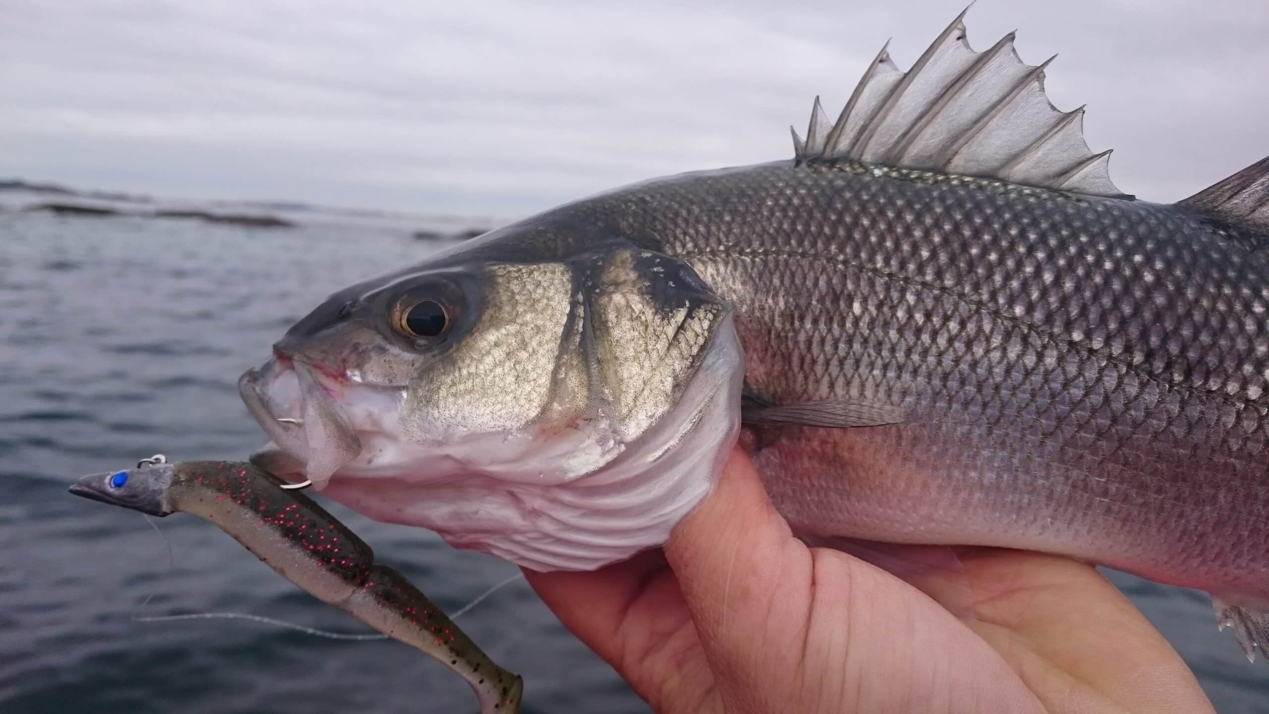 Equipo light para la pesca de la lubina - Amare Turismo Náutico