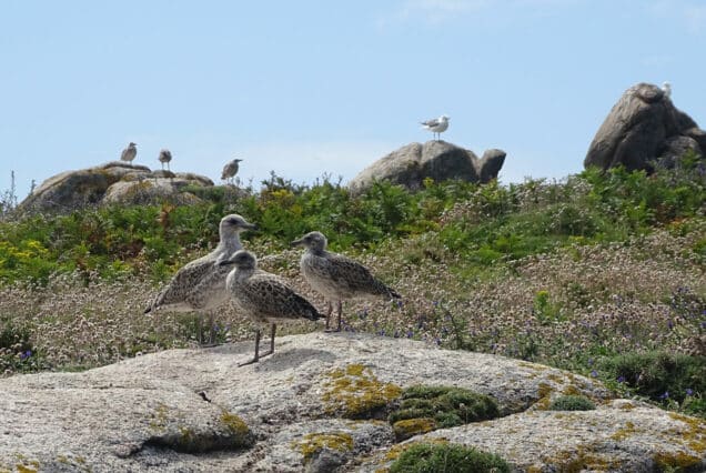 Isla de Cortegada