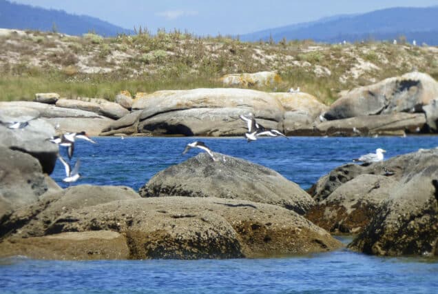 Isla de Cortegada