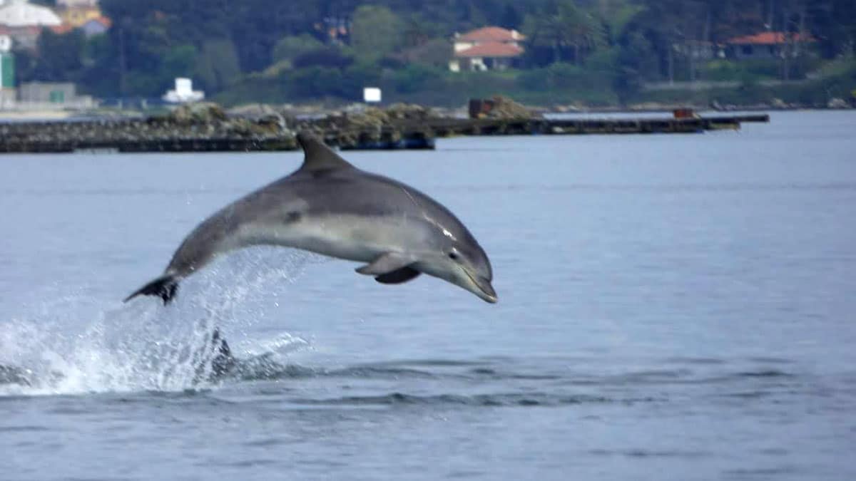 Illa de Arousa