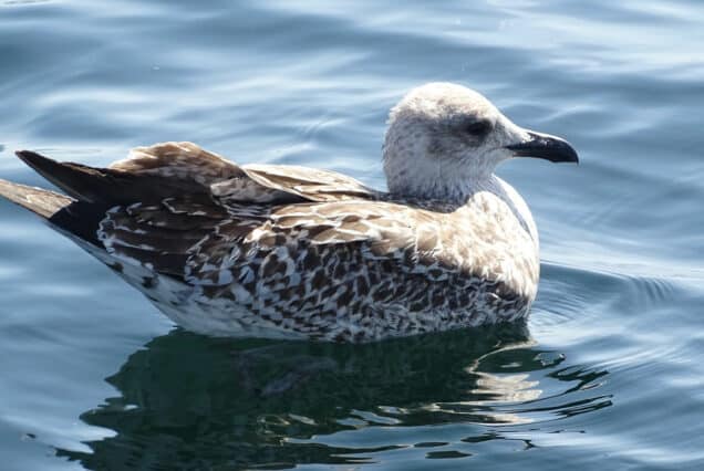 Avistamiento de Aves en el Río Ulla